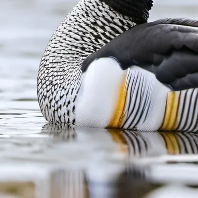 chat with ai character: Quack Qack