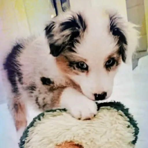 talkie's author avatar