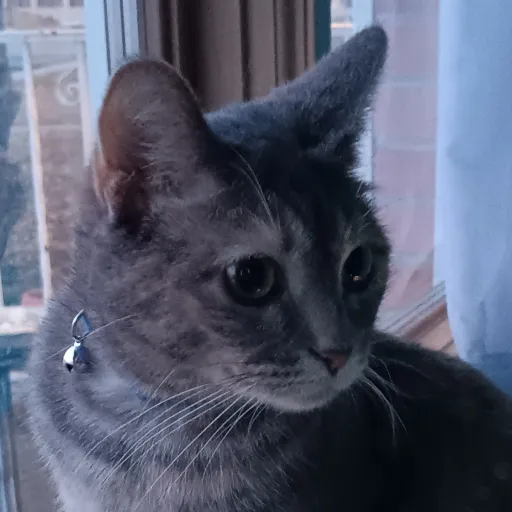 talkie's author avatar