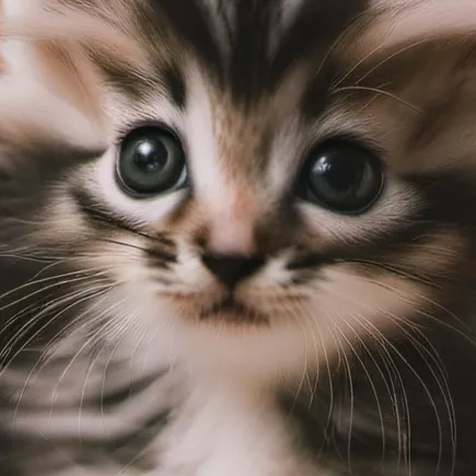 chat with ai character: Kitty