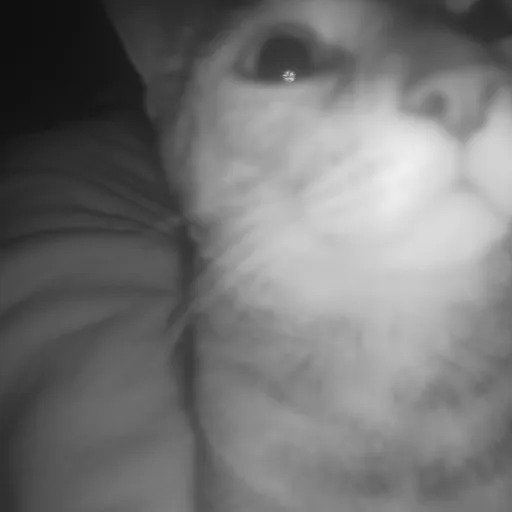 creator Snazzy.P4ws.4EVER's avatar