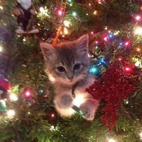 creator 💭 🏝️ kora🍰🍼's avatar