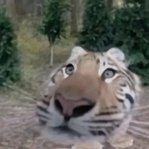 creator SomeguyfromAmerica's avatar