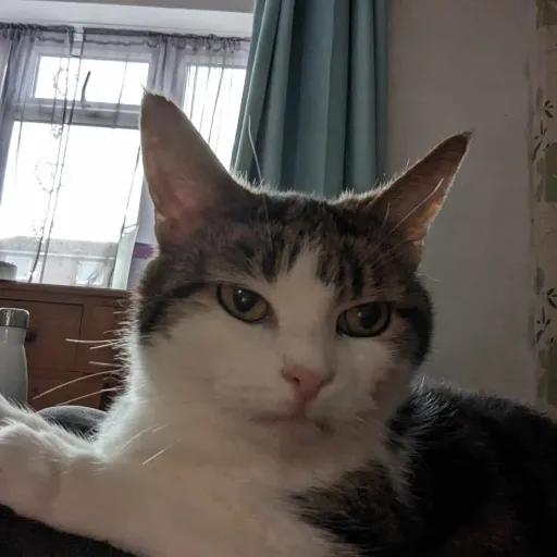 talkie's author avatar