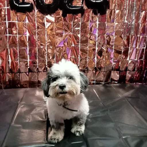 creator #Pixie's avatar