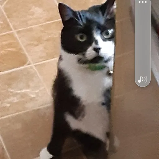 creator Alexis Alexander's avatar