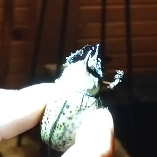 creator big boss boy's avatar