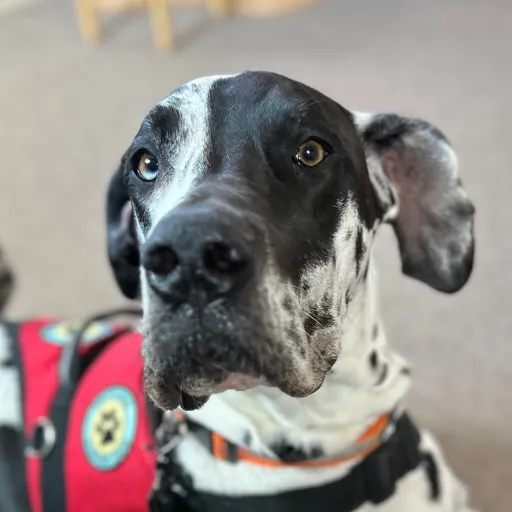 creator Alexandr the great's avatar