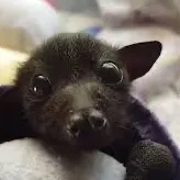 creator 🍋Frutybat🦇's avatar