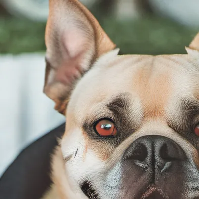 chat with ai character: Snowflake