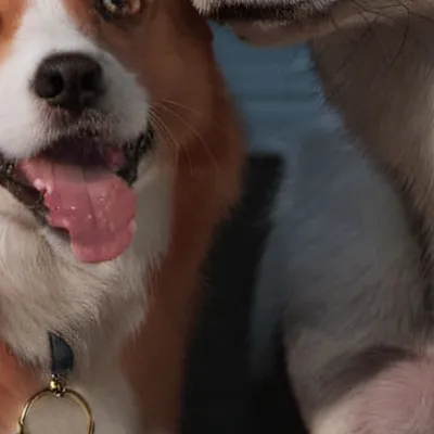 chat with ai character: Dox