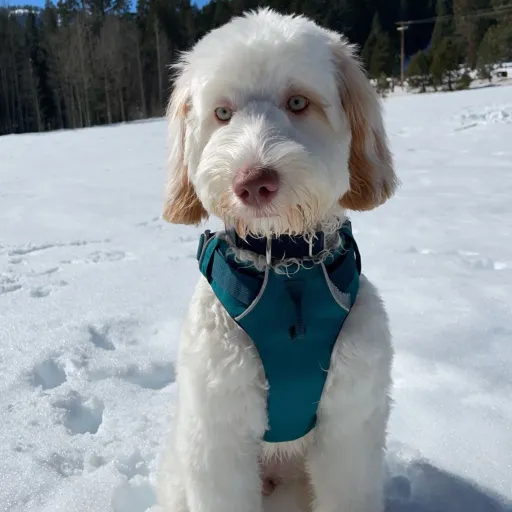 creator Xexel's avatar