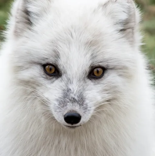 creator Pokémon g's avatar