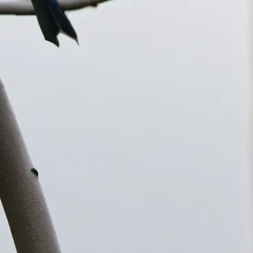 chat with ai character: ... 