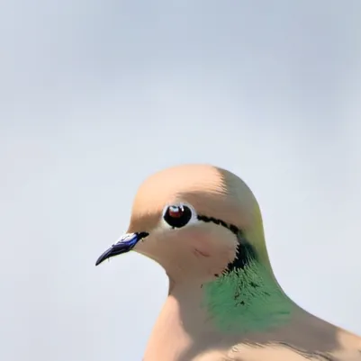 chat with ai character: Morning dove