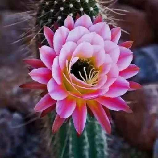 creator Random cactus's avatar