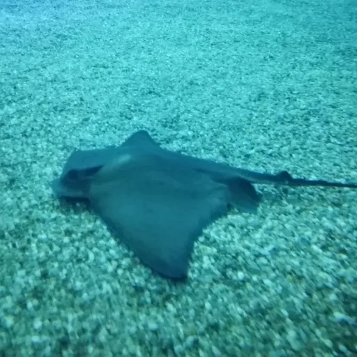 creator bryane's avatar