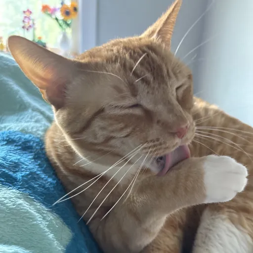 creator CHOCOMILK2👹👹👹's avatar