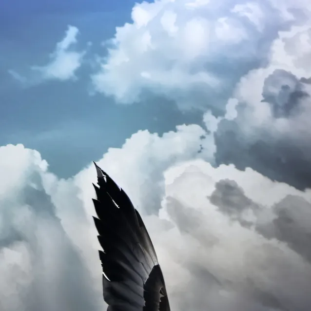 chat with ai character: bird over th world