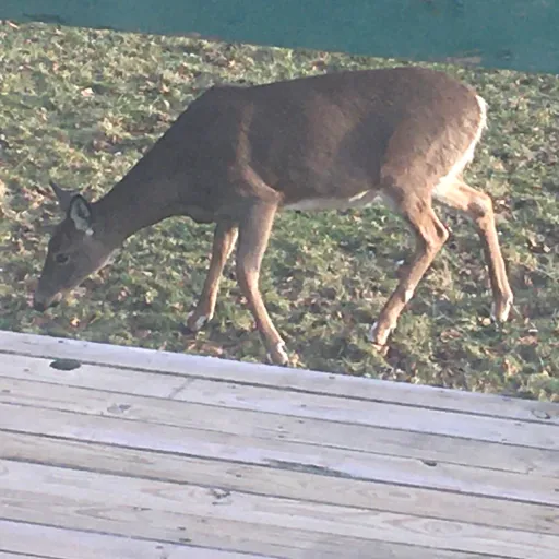 creator Sonado's avatar