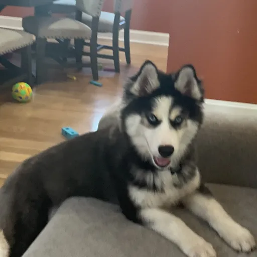 talkie's author avatar