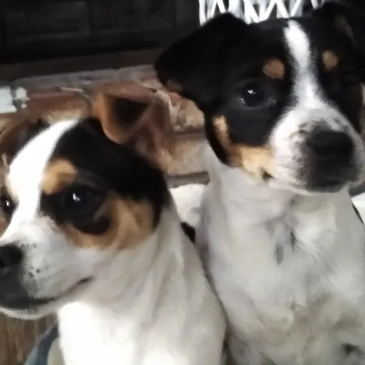 creator my puppys's avatar