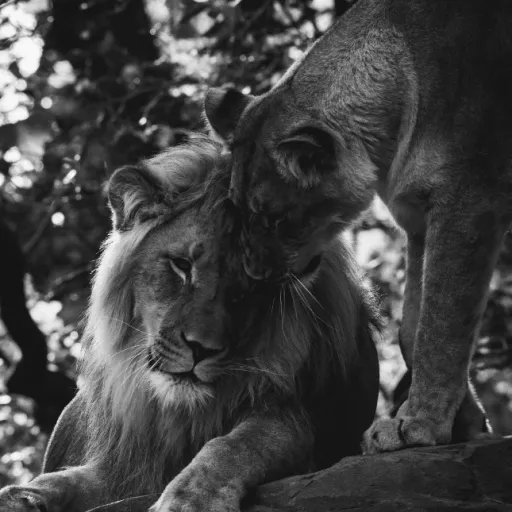 creator KennstnedXD's avatar