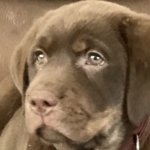 creator Dragondancer12345's avatar