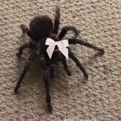 creator NADI⭐MØN3Y CH@$3R's avatar