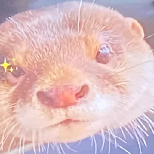 creator Cute otter's avatar