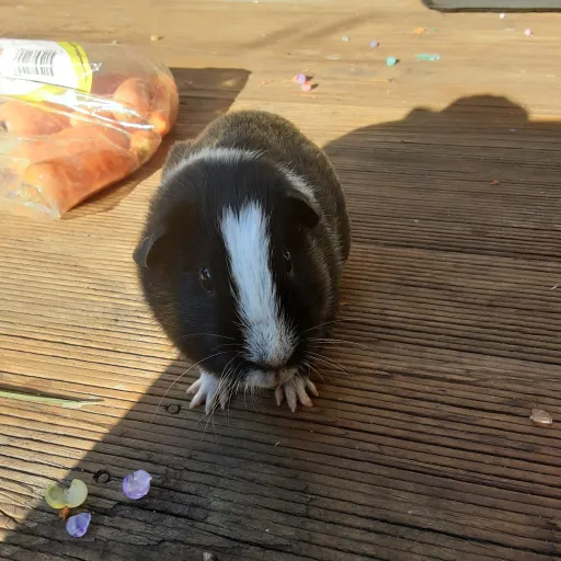 creator Zippy and zips's avatar