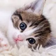 creator MOCHI-MOCHI's avatar