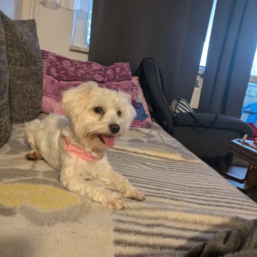 creator ilovecrabboss's avatar