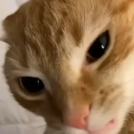 creator Amy Fitzpatrick's avatar