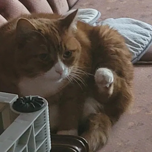 talkie's author avatar