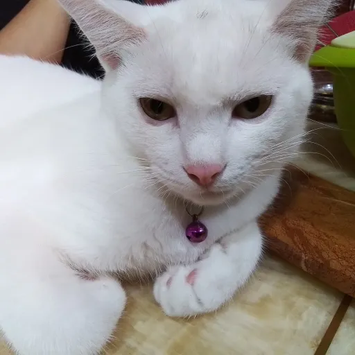 creator Mawww's avatar