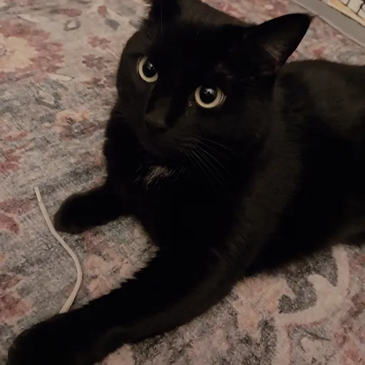 creator StellaIsUrGirly's avatar