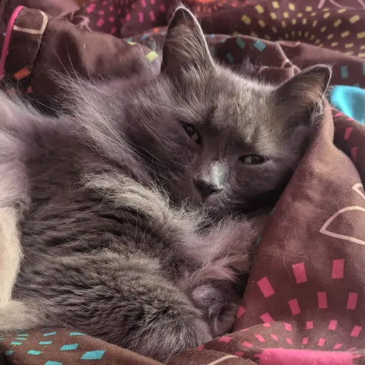 creator Talkior-kSsbJy1R's avatar