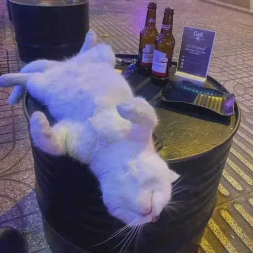 creator XDVRK_ANG31's avatar