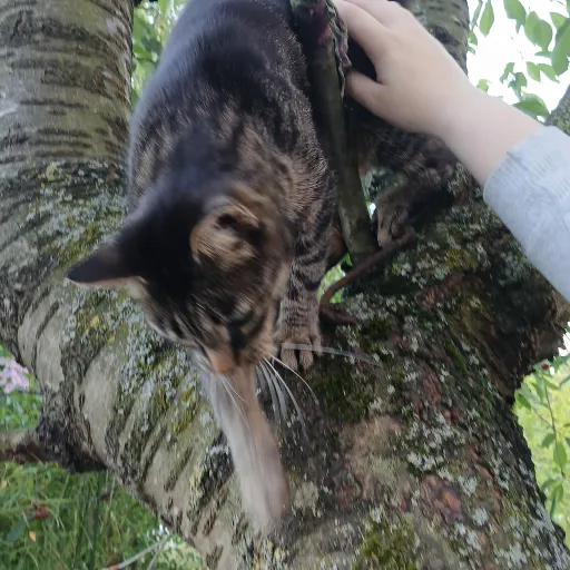 creator fynnhazix's avatar