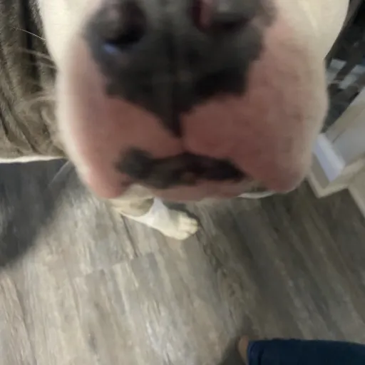 creator Yoriki-San's avatar