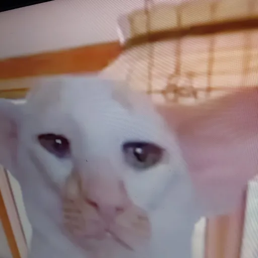 creator scooby doo mickey's avatar