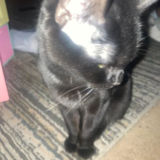 creator Preciousthetherian's avatar