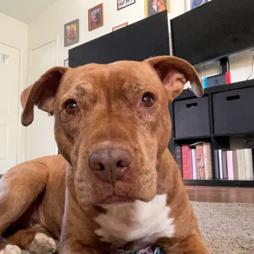 talkie's author avatar