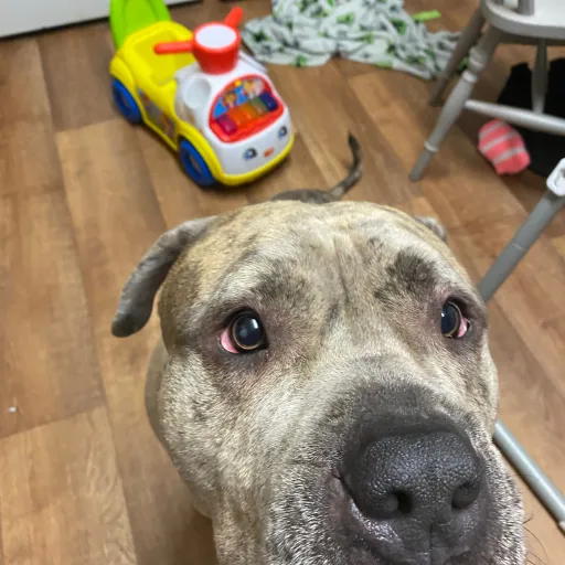 creator Reggie is my dog's avatar