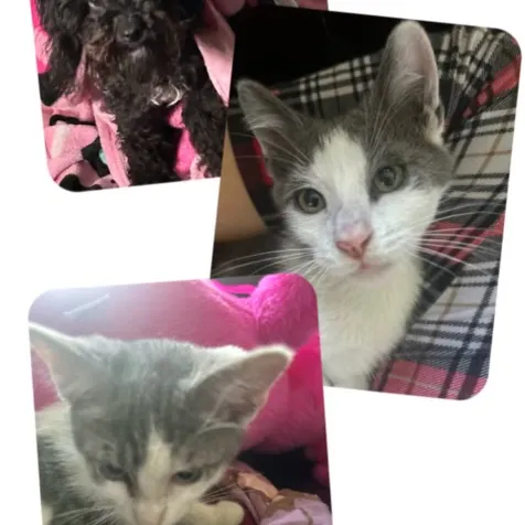 creator Kitty cat puppydog's avatar