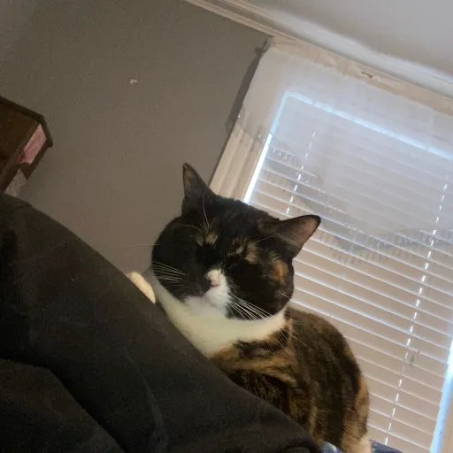 talkie's author avatar