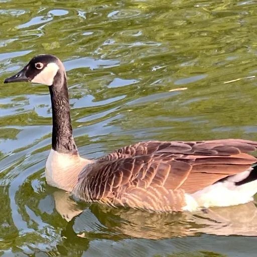 creator Kaitlyn dennis's avatar