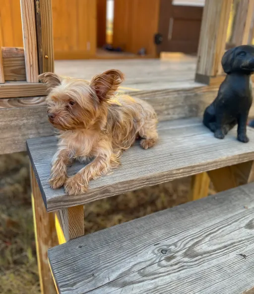 talkie's author avatar