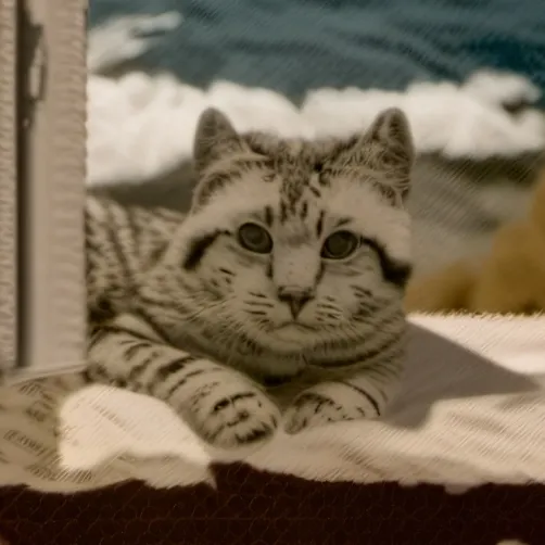 chat with ai character: ~Hashira Meeting~